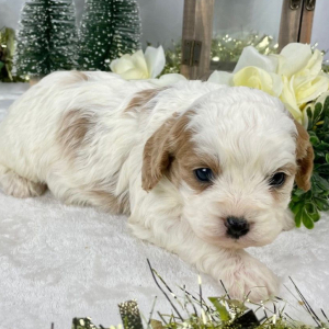 Cavapoo Puppy Fireball