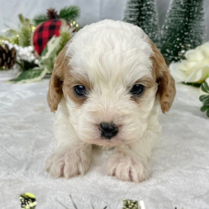 Cavapoo Puppy Fireball