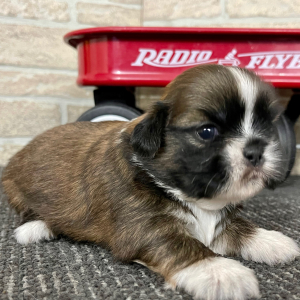 Shih Tzu Puppy Crunch