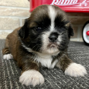 Shih Tzu Puppy Crunch
