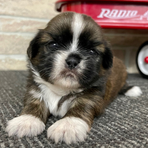 Shih Tzu Puppy Crunch
