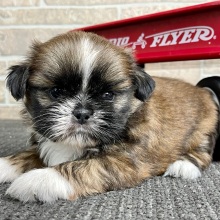 Shih Tzu Puppy Crunch