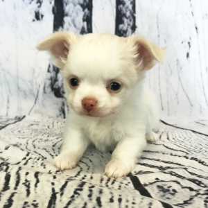 Chihuahua Puppy Winslow