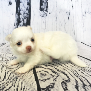Chihuahua Puppy Winslow