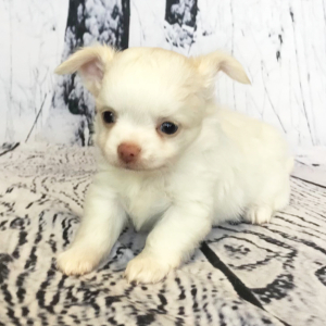 Chihuahua Puppy Winslow