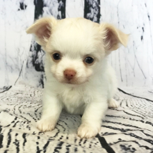 Chihuahua Puppy Winslow