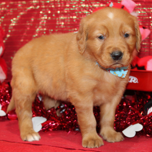 Golden Retriever Puppy Socrates