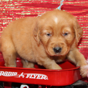 Golden Retriever Puppy Socrates
