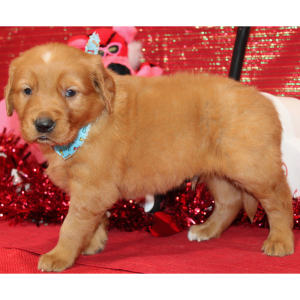 Golden Retriever Puppy Socrates