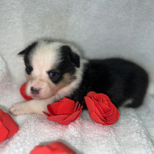 Pembroke Welsh Corgi Puppy Liah