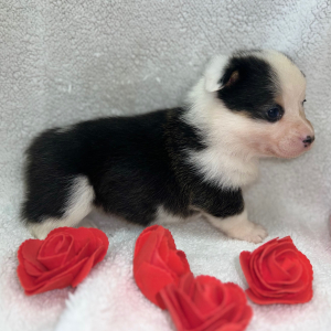 Pembroke Welsh Corgi Puppy Liah