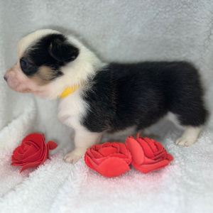Pembroke Welsh Corgi Puppy Liah