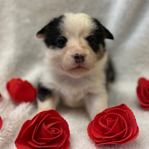 Pembroke Welsh Corgi Puppy Liah