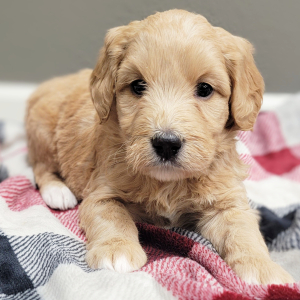 Labradoodle Puppy Alya