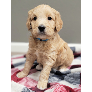 Labradoodle Puppy Alya
