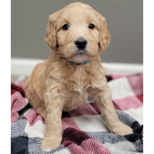 Labradoodle Puppy Alya