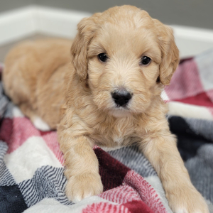 Labradoodle Puppy Alya