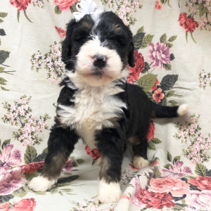 Bernedoodle Puppy Staci