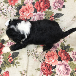 Bernedoodle Puppy Staci