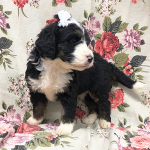 Bernedoodle Puppy Staci