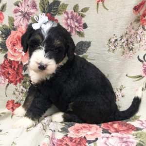 Bernedoodle Puppy Staci
