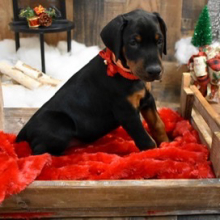 Doberman Pinscher Puppy Cosmo