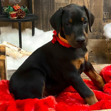Doberman Pinscher Puppy Cosmo