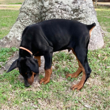 Doberman Pinscher Puppy Cosmo