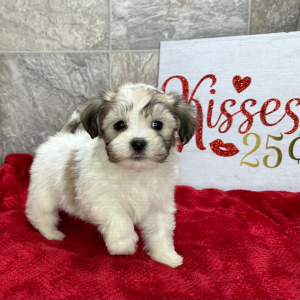 Havanese Puppy Casey