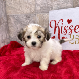 Havanese Puppy Casey