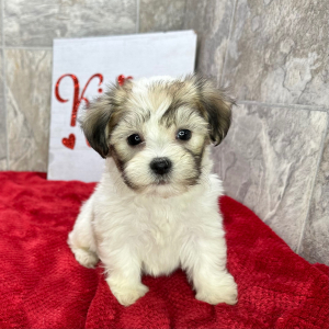 Havanese Puppy Casey