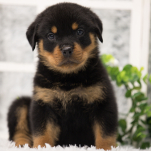 Rottweiler Puppy Slash