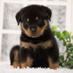 Rottweiler Puppy Slash