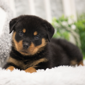 Rottweiler Puppy Slash