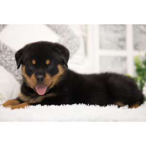 Rottweiler Puppy Slash