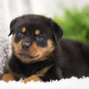 Rottweiler Puppy Trixie
