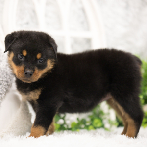 Rottweiler Puppy Trixie