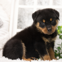 Rottweiler Puppy Trixie