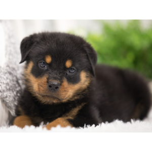 Rottweiler Puppy Trixie