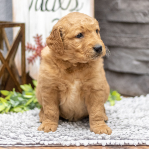 Golden Retriever Puppy Mr. Ford