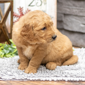 Golden Retriever Puppy Mr. Ford