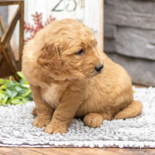 Golden Retriever Puppy Mr. Ford