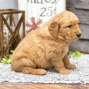 Golden Retriever Puppy Mr. Ford