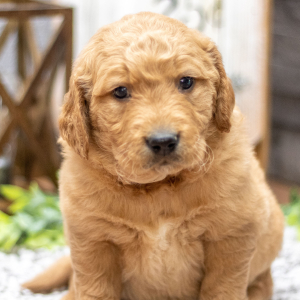 Golden Retriever Puppy Mr. Ford