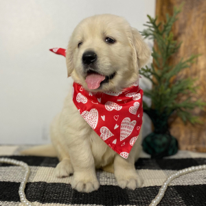 Golden Retriever Puppy Gentle