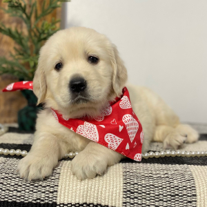 Golden Retriever Puppy Gentle