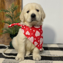 Golden Retriever Puppy Gentle