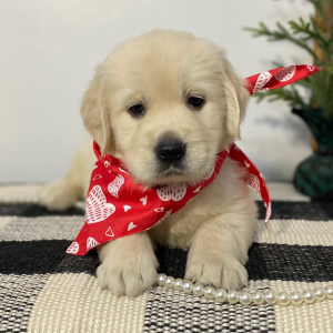 Golden Retriever Puppy Gentle