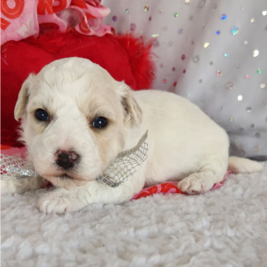 Bichon Frise Puppy Avery