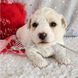 Bichon Frise Puppy Avery